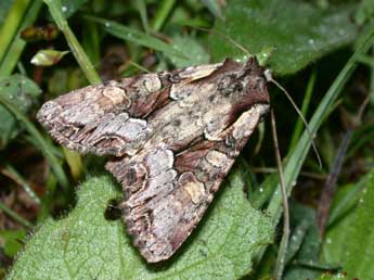 Lacanobia w-latinum Hfn. adulte - �Philippe Mothiron