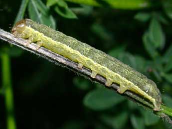  Chenille de Lacanobia w-latinum Hfn. - �Philippe Mothiron