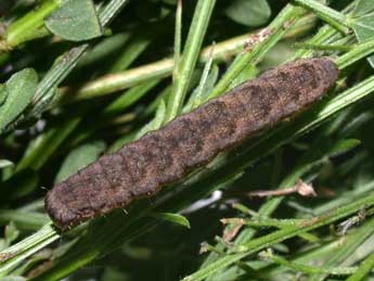  Chenille de Lacanobia w-latinum Hfn. - �Philippe Mothiron