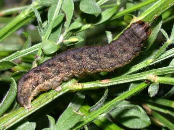  Chenille de Lacanobia w-latinum Hfn. - �Philippe Mothiron