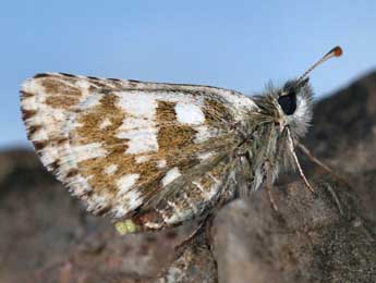 Pyrgus warrenensis Vty adulte - �Daniel Morel