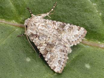 Hecatera weissi Draudt adulte - �Daniel Morel