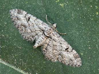 Eupithecia weissi Prout adulte - �Daniel Morel