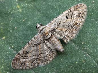 Eupithecia weissi Prout adulte - �Daniel Morel