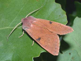 Ammopolia witzenmanni Stdf. adulte - �Philippe Mothiron