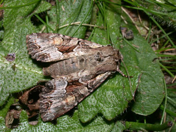 Lacanobia w-latinum Hfn. adulte - �Philippe Mothiron