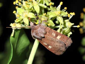 Xestia xanthographa D. & S. adulte - �Philippe Mothiron