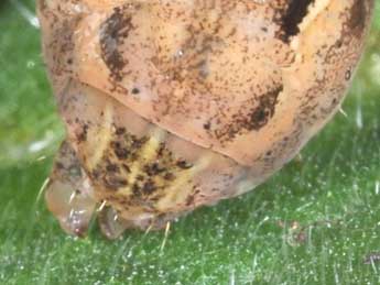  Chenille de Xestia xanthographa D. & S. - �Philippe Mothiron