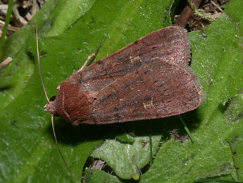 Xestia xanthographa D. & S. adulte - �Philippe Mothiron