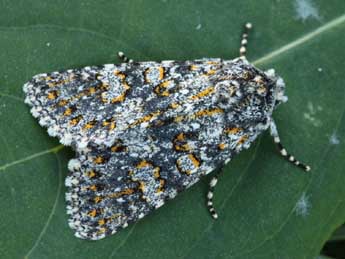 Polymixis xanthomista Hb. adulte - �Daniel Morel