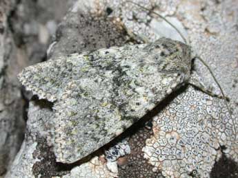 Polymixis xanthomista Hb. adulte - �Philippe Mothiron