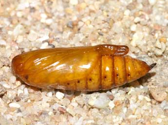  Chrysalide de Cucullia xeranthemi Bsdv. - �Lionel Taurand