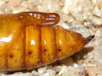  Chrysalide de Cucullia xeranthemi Bsdv. - �Lionel Taurand