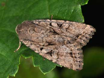 Fissipunctia ypsillon D. & S. adulte - �Philippe Mothiron