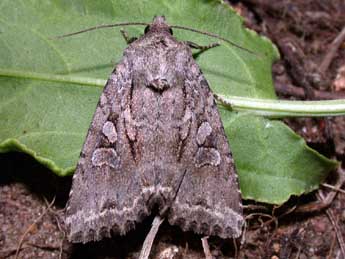 Fissipunctia ypsillon D. & S. adulte - �Philippe Mothiron