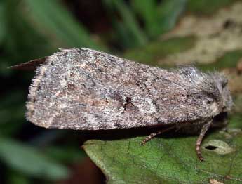 Fissipunctia ypsillon D. & S. adulte - �Philippe Mothiron