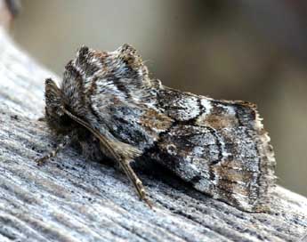 Cleonymia yvanii Dup. adulte - �Daniel Morel