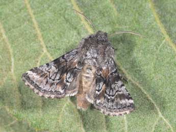 Cleonymia yvanii Dup. adulte - �Philippe Mothiron