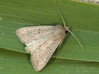 Leucania zeae Dup. adulte - �Daniel Morel