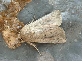 Leucania zeae Dup. adulte - �Daniel Morel