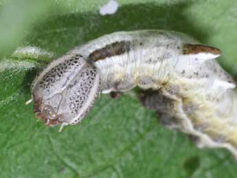  Chenille de Notodonta ziczac L. - �Philippe Mothiron