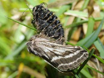 Lycia zonaria D. & S. adulte - �Fran�ois Spill