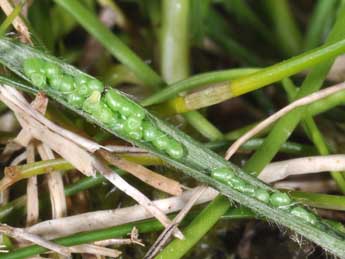  Oeuf de Lycia zonaria D. & S. - �Philippe Mothiron