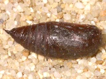  Chrysalide de Lycia zonaria D. & S. - �Lionel Taurand