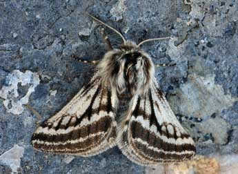 Lycia zonaria D. & S. adulte - �Daniel Morel