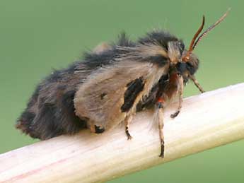 Ocnogyna zoraida Grasl. adulte - �Lionel Taurand