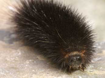  Chenille de Ocnogyna zoraida Grasl. - �Lionel Taurand