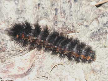  Chenille de Ocnogyna zoraida Grasl. - �Lionel Taurand