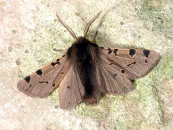 Ocnogyna zoraida Grasl. adulte - �Lionel Taurand