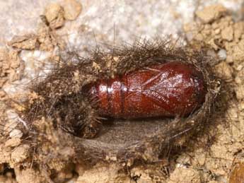  Chrysalide de Ocnogyna zoraida Grasl. - �Lionel Taurand