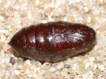  Chrysalide de Ocnogyna zoraida Grasl. - �Lionel Taurand