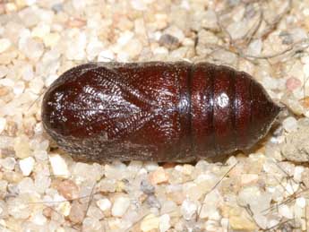  Chrysalide de Ocnogyna zoraida Grasl. - �Lionel Taurand