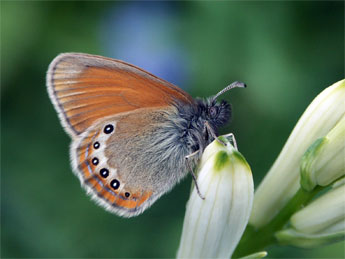 Coenonympha gardetta Prun. adulte - �Claire Hodd�