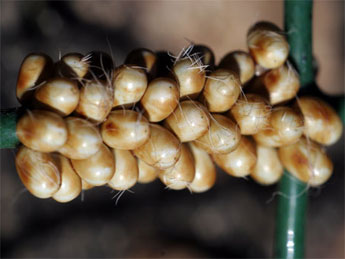  Oeuf de Saturnia pavonia L. - �S�bastien Joffreau