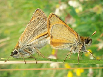 Thymelicus sylvestris Poda adulte - �Claire Hodd�