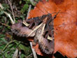 La Noctuelle embras�e - Trigonophora flammea