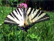 Le Flamb� - Iphiclides podalirius podalirius