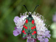 La Zyg�ne transalpine - Zygaena transalpina